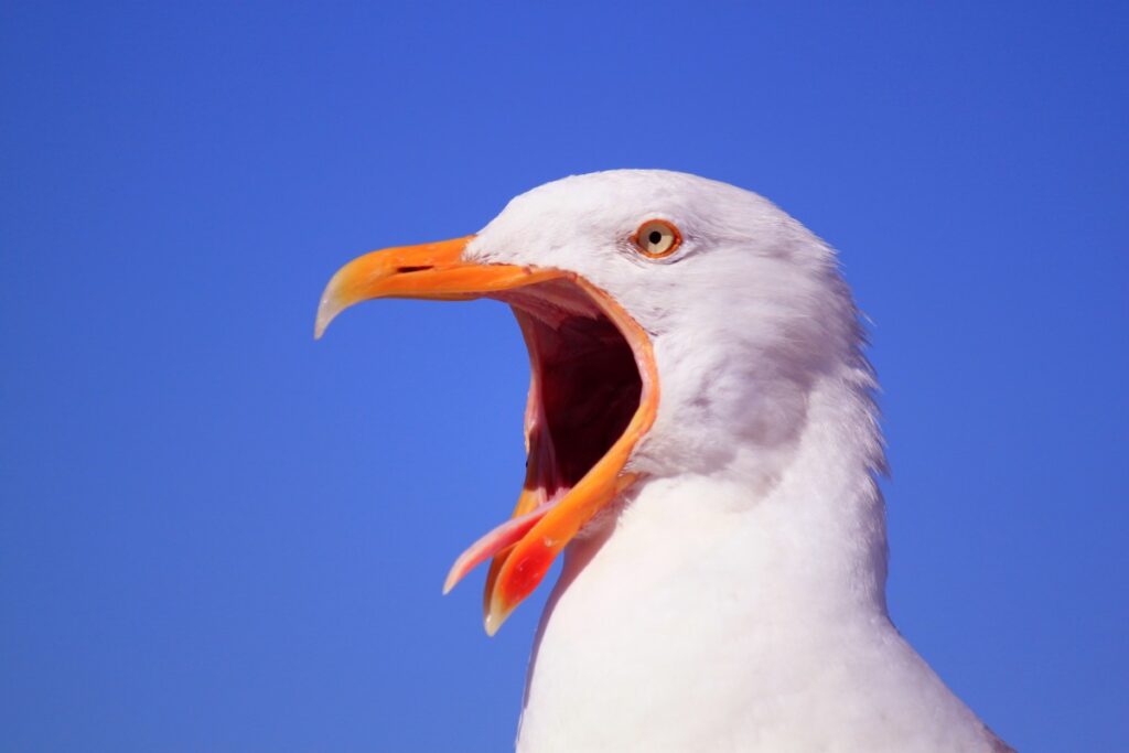 Seagull hollering: Hey - New update to Self-publishing course online! Online classes available through zoom.